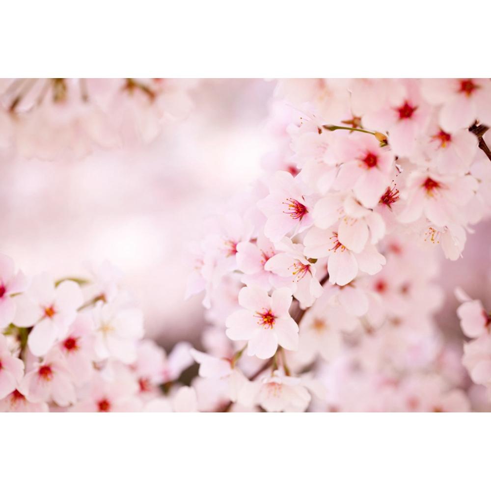 Frühlingsrosa Blumen Hintergrund Glitzer Licht Bokeh Floral Kirschblüte Neugeborenes Baby Porträt Fotografie Hintergrund Fotostudio