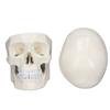 Simulare 1:1 model de craniu cu cap uman Model de craniu din PVC detașabil pentru cursul de învățare a anatomiei