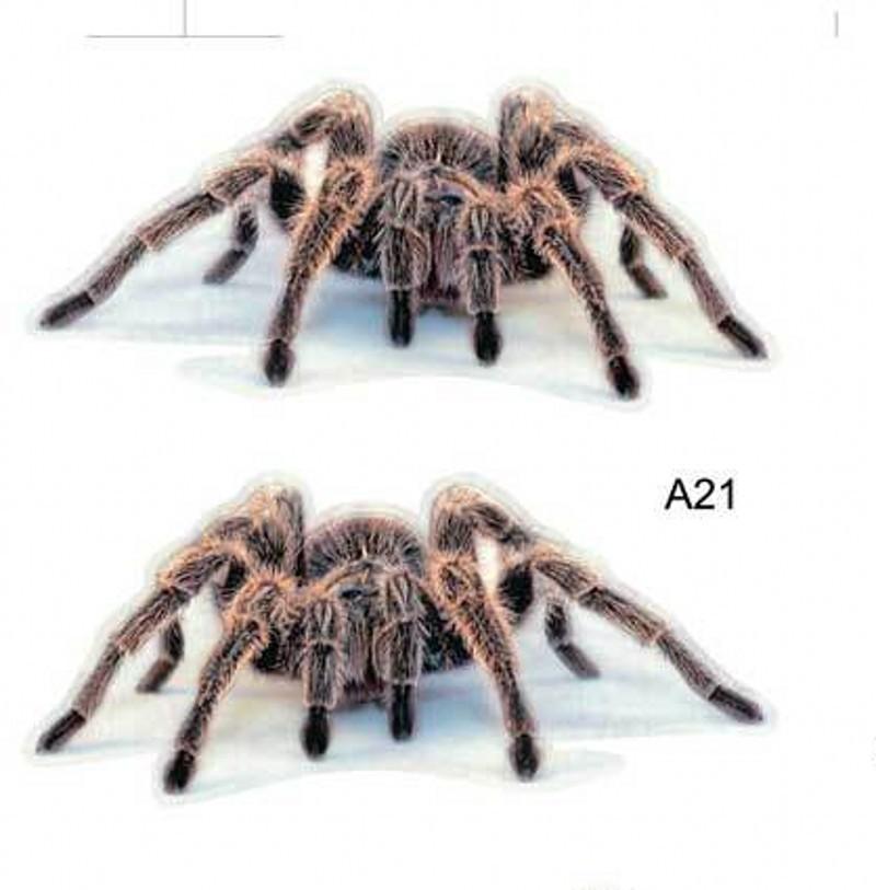 New Three-dimensional Car Sticker Spider Gecko Animal Simulation Car Tail Sticker Realistic Modification Creative Decor