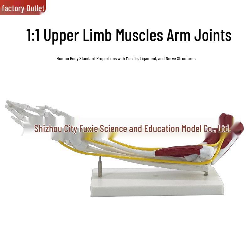 1:1 Human Arm Model: Upper Limb Ligament, Muscle, and Joint Function