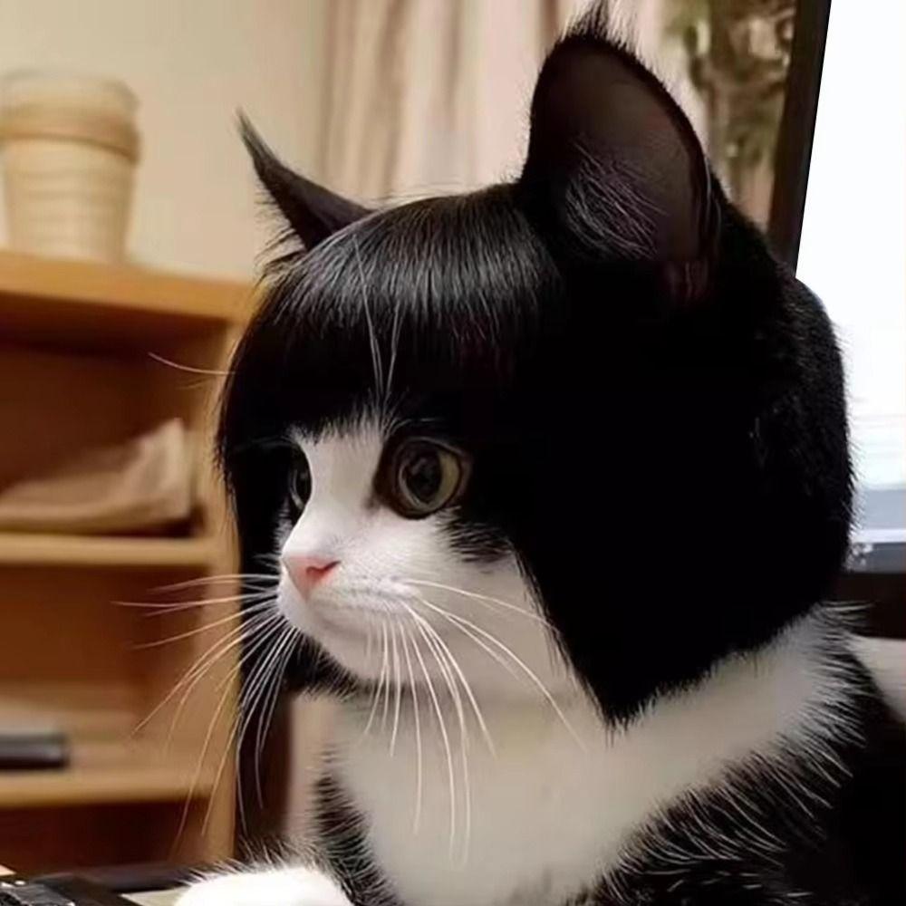 Kočičí paruka s ofinou Nadýchaná textura Psí paruka Vtipná pokrývka hlavy pro mazlíčky Cosplay paruka Kostýmová párty