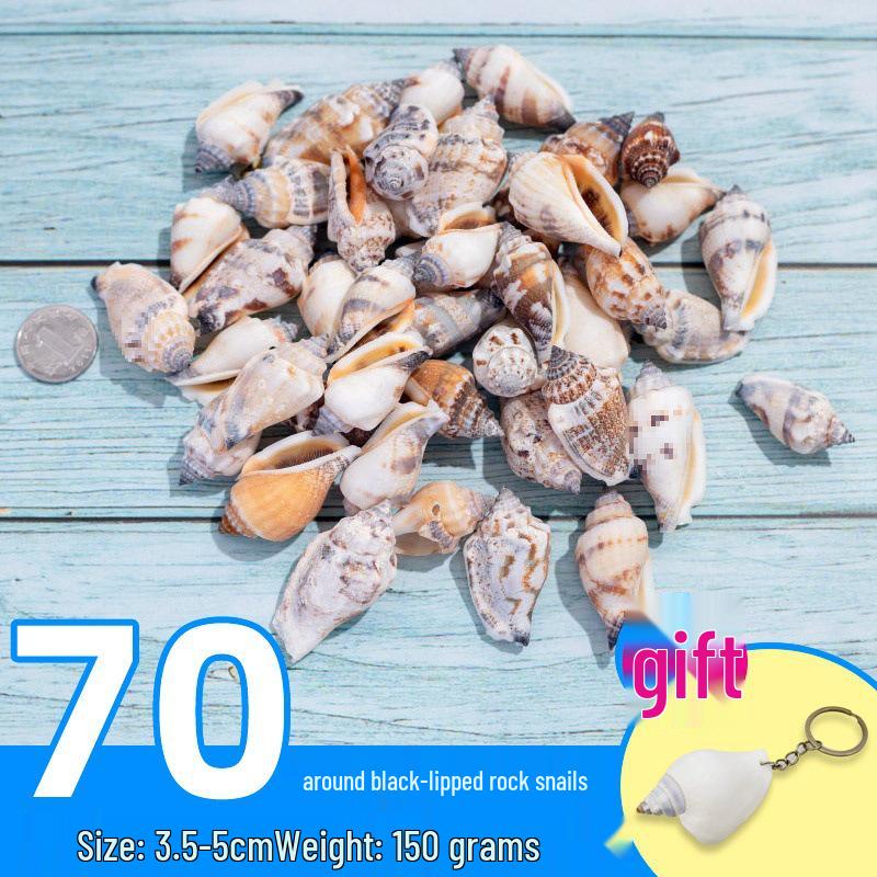 Handmade Decorative Seashells & Starfish for Fish Tanks: Landscaping, Painting, Specimens, Whelks, Hermit Crabs