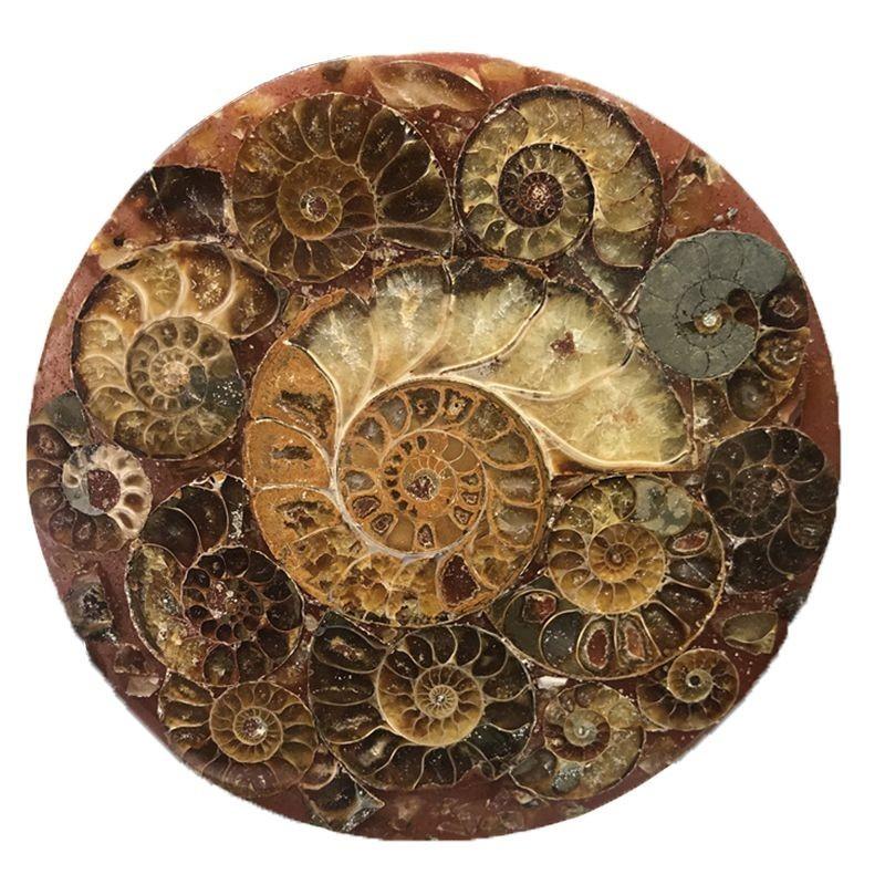 

Натуральный 1 шт. Ископаемый аммонит Кварцевый кристалл Диск Раковина Тарелка Раковина Подставка Рейки Stone