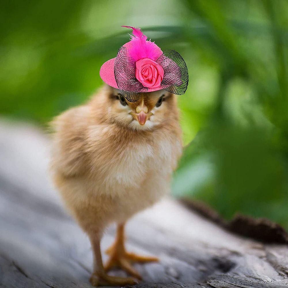 Stylish Show Costum Elastic Strap Duck Pets Supplies Cap for Hens Feather Top Hat Chicken Hats