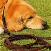 Genuine Cowhide Leather Dog Leash for Golden Retrievers & German Shepherds - Durable Walking Rope