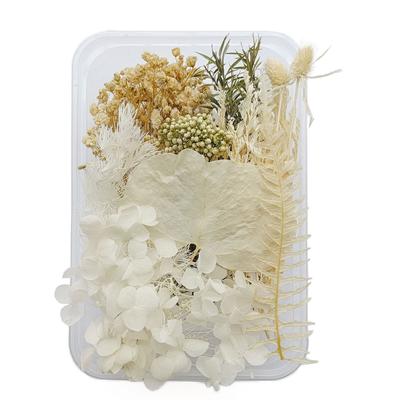Dried Flowers Exquisite Beautiful Eco Friendly Color Dried Flowers for DIY Craft Home Decoration