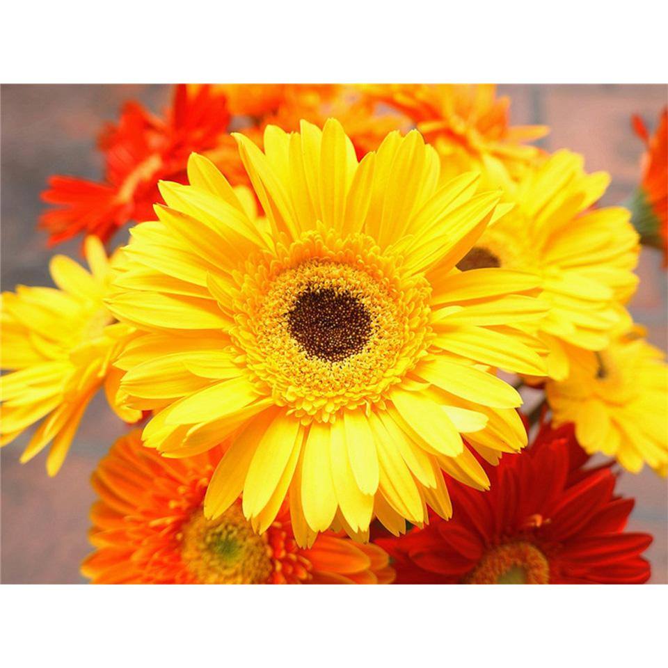 5D DIY Diamond Painting Flower Cross Stitch Kit Diamond Embroidery Rhinestone Picture Mosaic Home Decoration Hand-Mosaic Gift