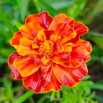 Semi di fiori di calendula sparsi Bolero 1g per il giardino
