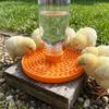 Multi-Hole Chicks Automatic Drinking Tray Plastic Bee Water Dispenser  Home Balcony