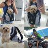 New Upgrade High Quality  Pet Dog Carrier Pet Backpack Bag Portable Travel Double Shoulder Bag Pet Dog Front Bag Mesh Outdoor Hiking Head Out.
