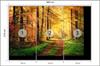 Photomural Forest Autumn Colors Non-Woven 300x210