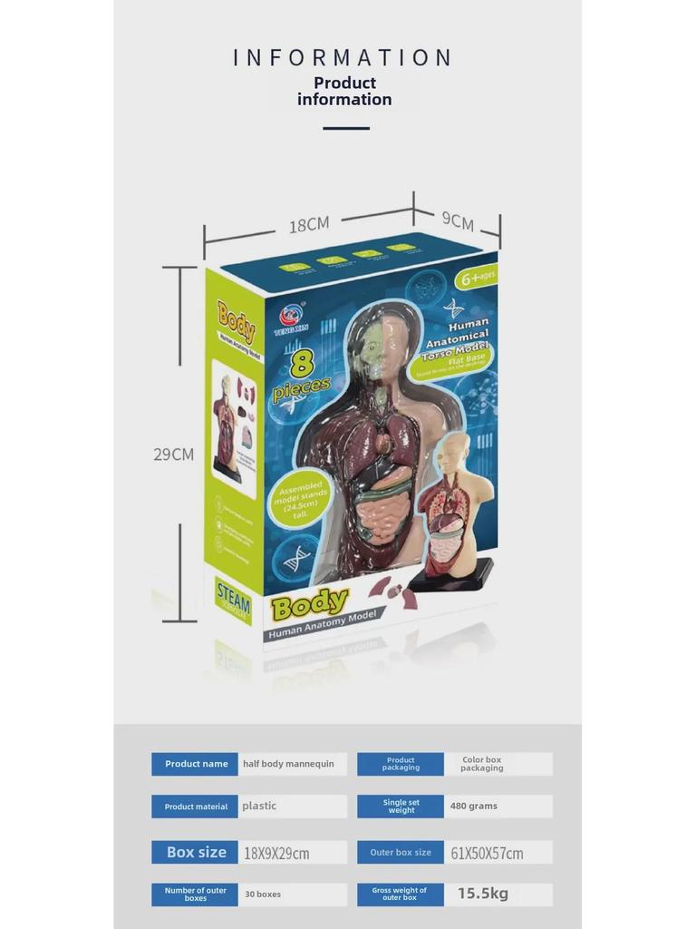 3D Detachable Human Organ Model for Kids - DIY Medical Simulation Toy