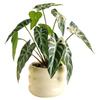 Realistic Simulation Green Plant Bonsai Elegant False Tropical Plants  Home Garden