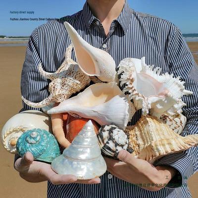 Nagy kagyló dísztárgy fali dekorációhoz, akvárium berendezéshez és tengeri hanggyűjteményhez