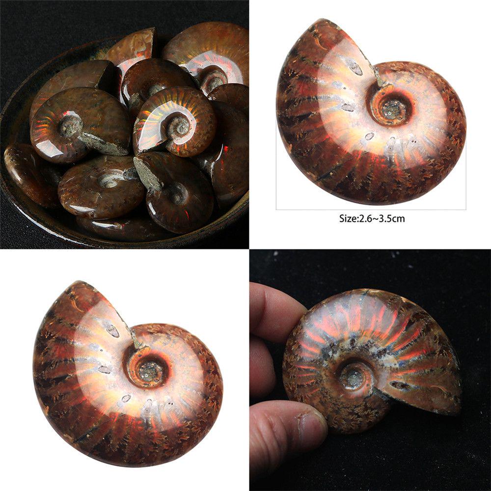 26-35mm Collectibles Mascot Gifts Ammonite Iridescent Natural Specimen