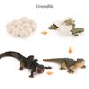 Kids Toy Life Cycle Chicken Dragonfly Simulation Model Figurine Animals Growth Cycle