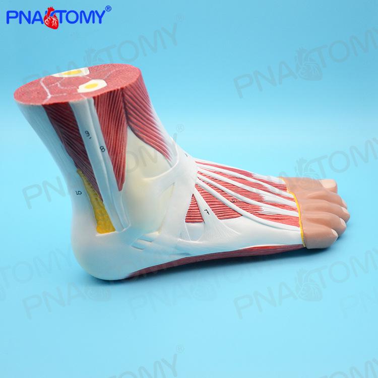 Human Ankle & Foot Model: Muscles