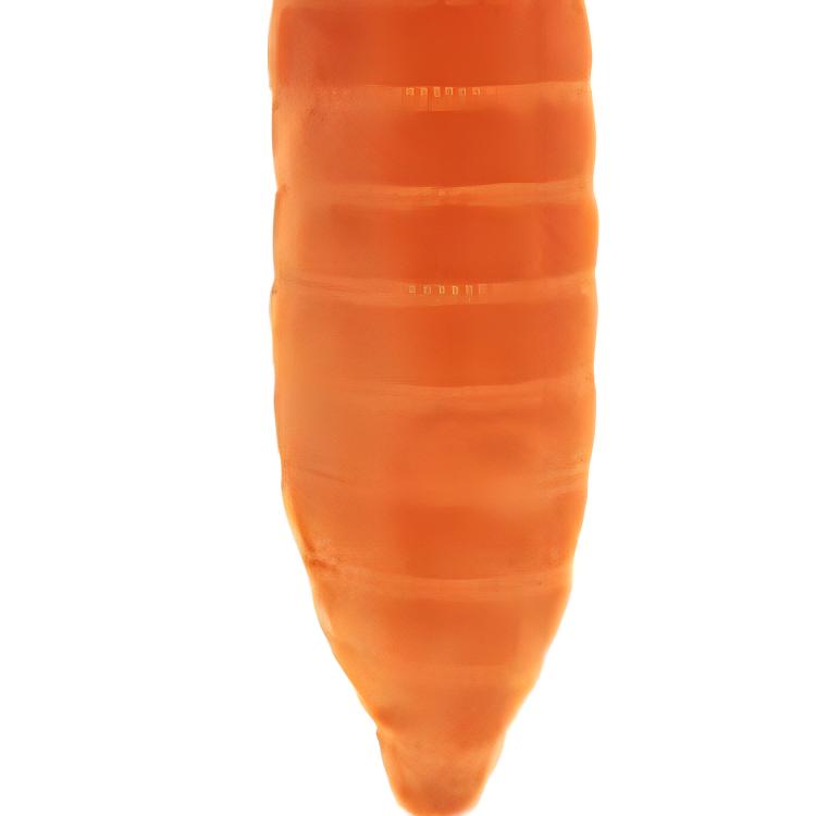 Jellycat Food Series Lively Vegetable Carrot Companion Doll Plush Doll 17cm Tall
