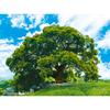 500 Piece Jigsaw Puzzle - Hackberry, popular Korean puzzle