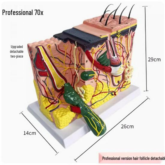 50x Magnified Human Skin Tissue Anatomical Model for Medical and Beauty Training