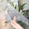 Static Adhesive Free Transparent Opaque Tulips Privacy Film Glass Film
