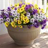 Decorațiuni pentru casă – Flori decorative şi coroane de flori