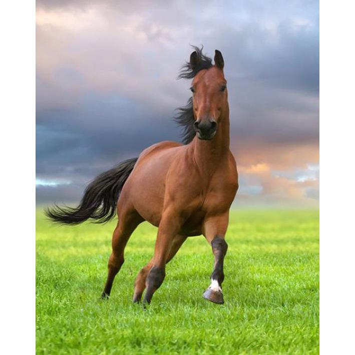 

DIY Алмазная картина Полная круглая дрель Вышивка крестом Ремесло Алмазная вышивка Распродажа Новое поступление Мозаика со стразами Украшение для дома 15x20CM