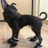 4Pcs/Set Pet Dog Puppy Non-Slip Soft Shoes Covers Rain Boots Footwear for Home