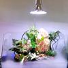 Clip On Aquarium LED Light for Water Plant Grass Growth Lighting Lamp for Turtles Reptiles FishTanks Landscape Accessory