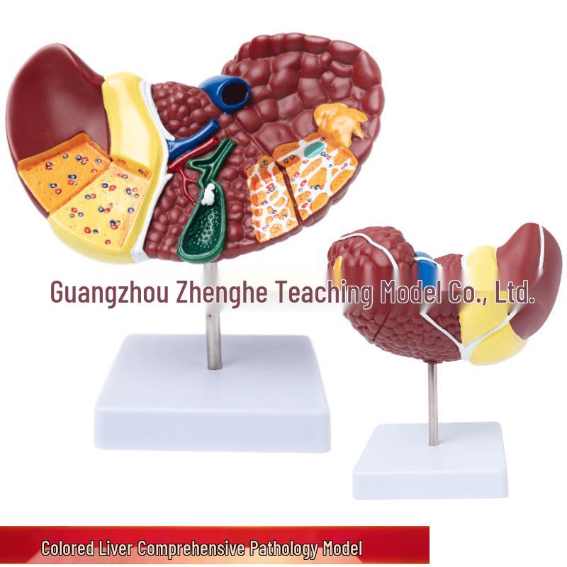1:1 Human Liver Anatomical Model for Medical Teaching & Digestive System Display 22.5 cm x 18 cm x 20 cm