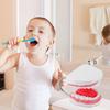 6X Enlarged Dental Teaching Model with Tongue Removable Teeth for Brushing Practice PVC Oral Demo Tool for Kids Students