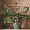 Prosperity Pomegranate Artificial Flower Arrangement for Living Room Decor - Realistic New Year Dried & Green Plant Ornament