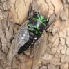 1 Piece Creative Prankster Animated Insect Toy Model Wind Up Cicada Insect Bionic Toys Children's Plastic Animals Wind Up Toy