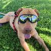 Wasserdichte Hundebrille Sonnenbrille Anti-UV-Schutz Augen Sonnenbrille Haustierbedarf