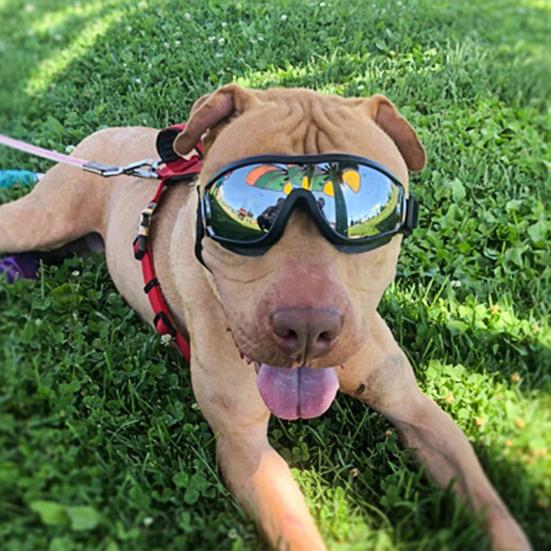 Wasserdichte Hundebrille Sonnenbrille Anti-UV-Schutz Augen Sonnenbrille Haustierbedarf