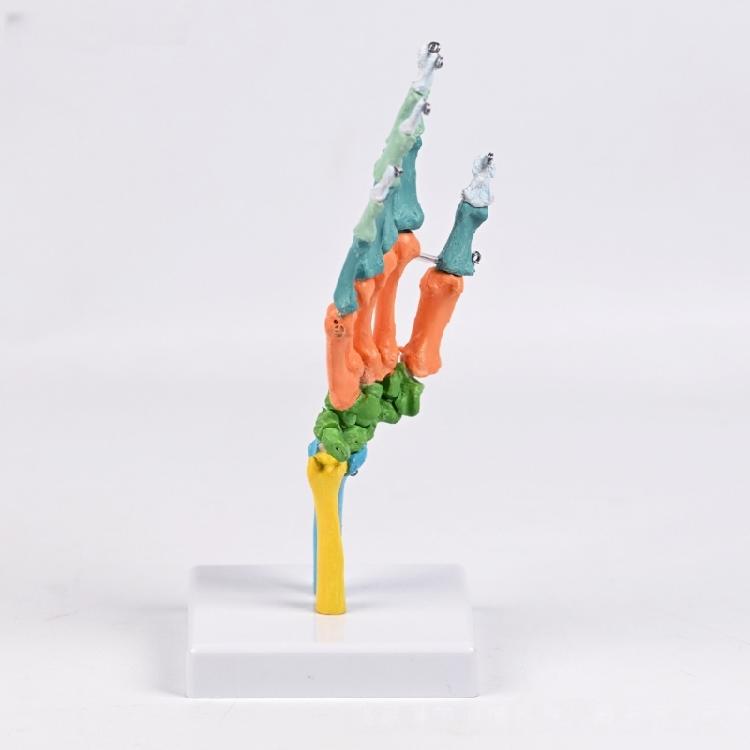 Anatomical Human Hand Bone Model with Movable Joints Color Coded Hand Bone Skeleton Model for Teaching Demonstration