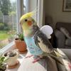 Adjustable Bird Flight Suit Breathable Escape Proof Parrot Flying Harness Anti-Bite Sun Protection Parrot Vest Suit Bird Walking