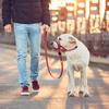 Breathable Anti-Bark Muzzle Set with Reflective Strips - Summer-Ready Dog Training Collar & Leash Combo
