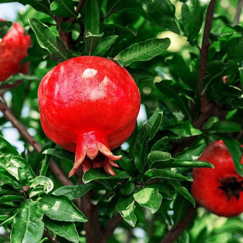 Botu Pomegranate Juice 100, 2.4L, 60 Pieces