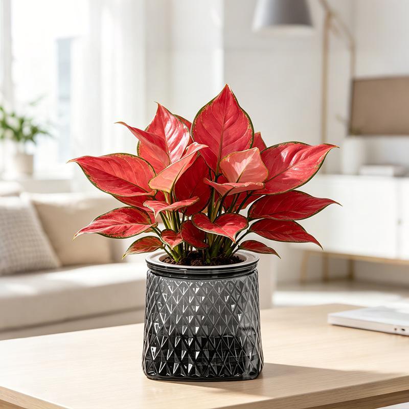 Mini Self Watering Flower Pot Fish Tank Transparent Plastic Plant Pots Self Watering Planter Pot Vase For Home Decoration