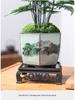 Asparagus Fern Indoor Bonsai – Easy-Care Evergreen for Home or Office Decor