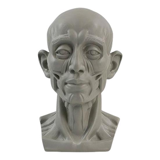 Generic Planar Head Model for Drawing Resin Skull Sculpture with Detailed Muscle Structure Art Study Tool for Sketching Anatomy Learning