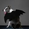 Halloween Bat Wings Costume for Dogs & Cats, Adjustable Felt Pet Bat Wing Dress-Up Accessory, Cute Puppy Holiday Party Outfit Pet Supplies