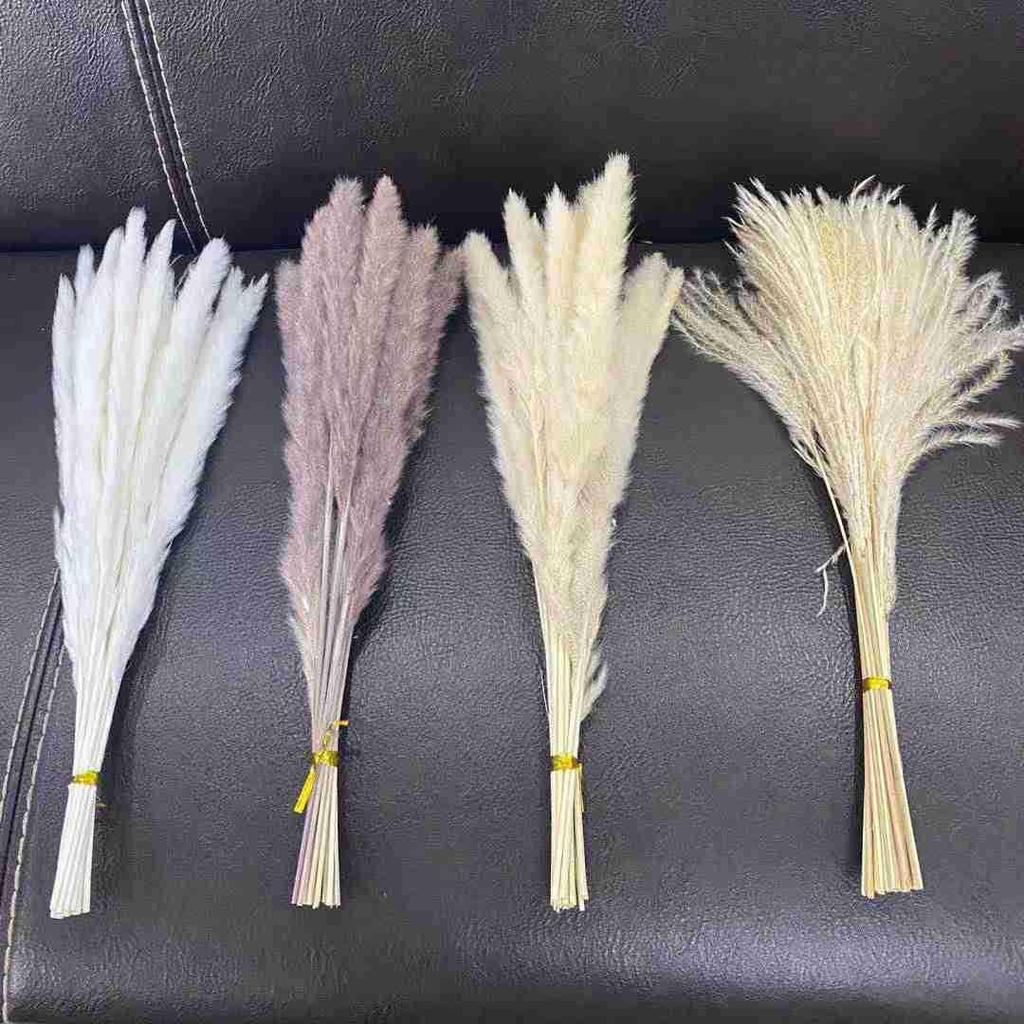 Preserved Small Dried Reed Rabbit Tail Flower Bouquet