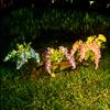 2Pcs Solar Powered Wisteria Flower Lawn Lamp IP65 Waterproof LED Wisteria Flower Lamp Last Up To 8H Courtyard Garden Decoration