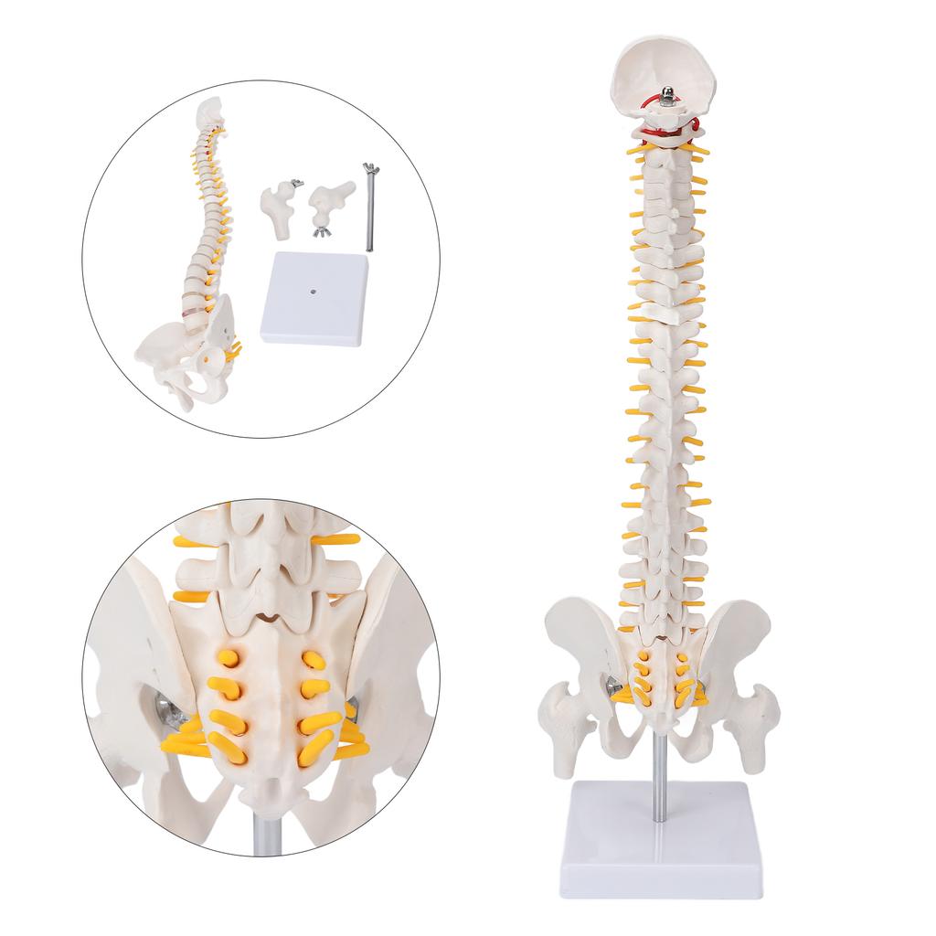 Vertebral Column Model Flexible Spine Caudal Vertebra Anatomical Model with Spinal Nerves for Science Classroom Teaching