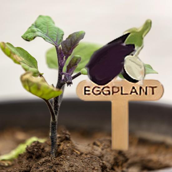 15 Pcs Wooden Plant Labels Vegetable Names And Patterns Markers T Type Plant Labels for Seedlings Potted Plants Identification