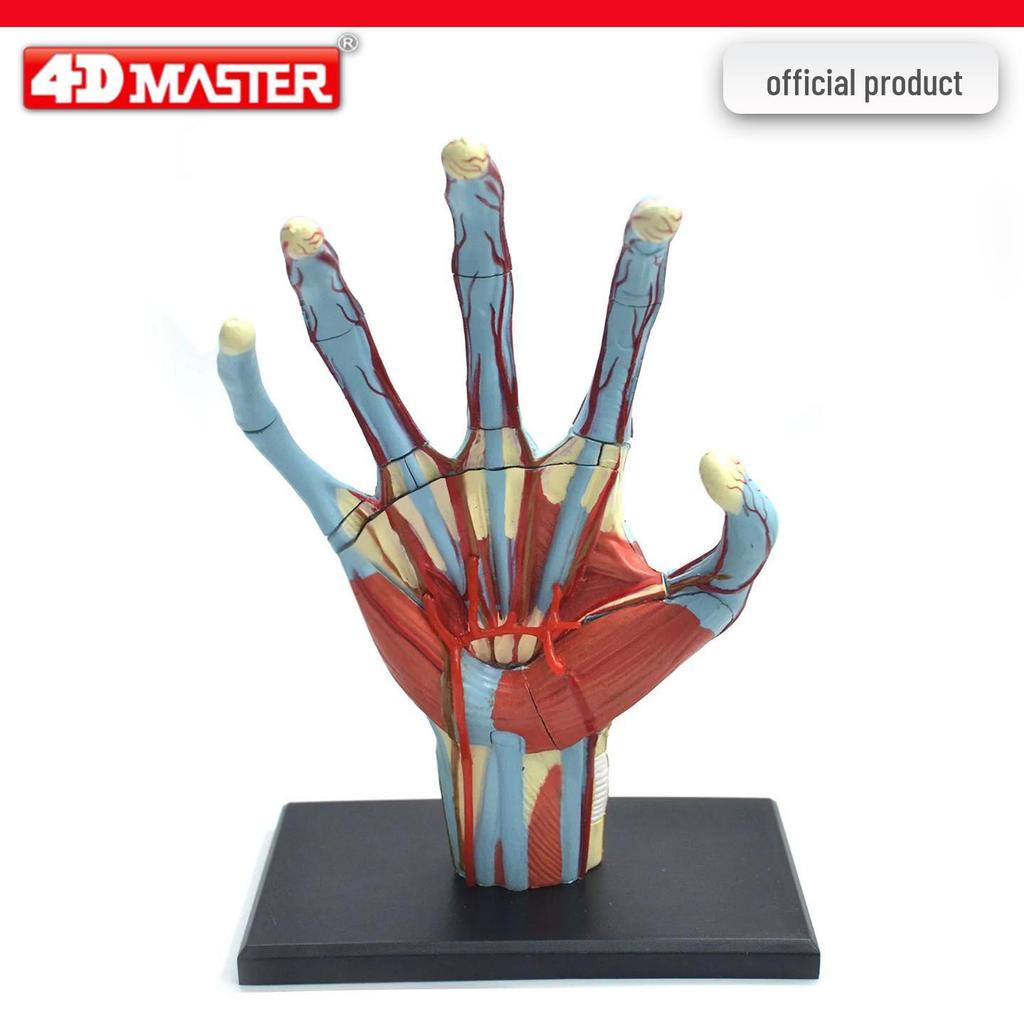 4D Knee Joint Ligament Anatomy Model for Medical Teaching