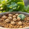 Décoration de la maison – Terrariums décoratifs