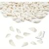 White Clam Cay Muscheln für Heimdekorationen Party Hochzeit DIY Basteln 350 Stück Spiralform